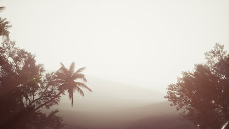 Selva-Tropical-De-Palmeras-En-La-Niebla